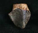 Unworn Triceratops Tooth Crown - #4474-1